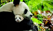 三年级作文国宝大熊猫