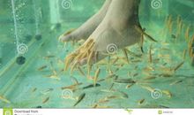 会挠痒痒的温泉鱼