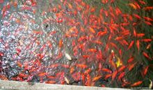 红金鱼和黑金鱼