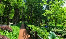 小区里的林荫小道