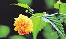 假如我是草原上的一朵花