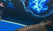 黑金鱼和红金鱼的故事