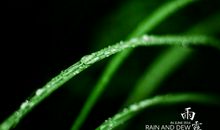 梅雨时节家家雨