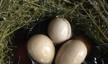 一颗鸡蛋的旅程