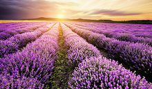 总有属于我的花香