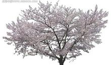 种下一棵樱花树