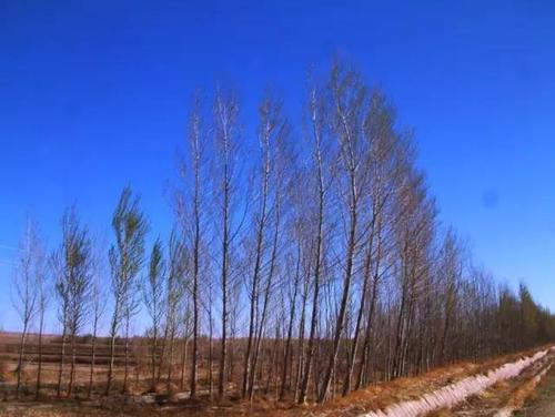 杨树在记忆中