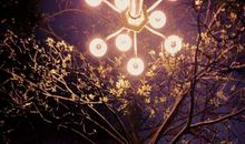 夜晚,一棵大树下的故事