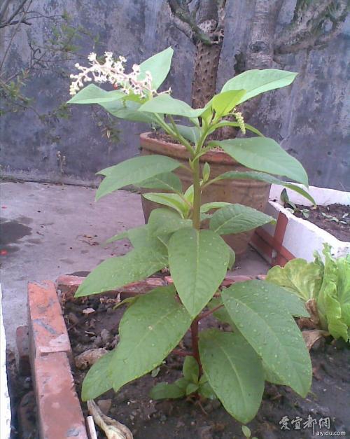 最喜欢的植物朋友