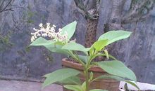 最喜欢的植物朋友