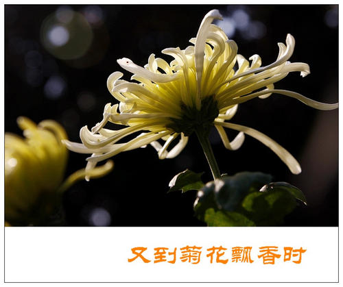 当菊花香