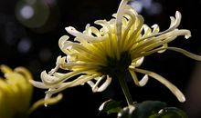 又到菊花飘香时