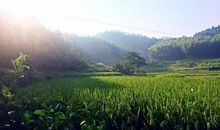 爷爷奶奶的果园