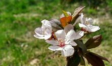 冬天那抹芬芳的梅香