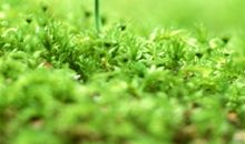 难忘那一抹绿色