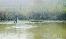 我真想那口鱼塘