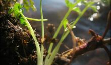 一株小草的独白