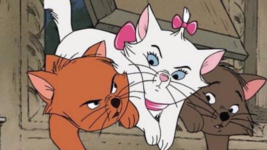 小猫掉进了水