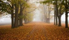 处暑时节迎金秋