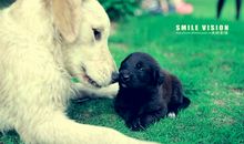 我是一只小小狗