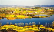 三月汉中的油菜花