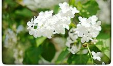 何须浅碧深红色