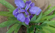 风雨中的蝴蝶花