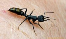 蚂蚁变得比树还大