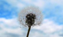 我最喜欢的蒲公英