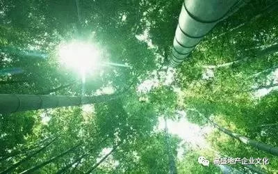 竹子的灵感