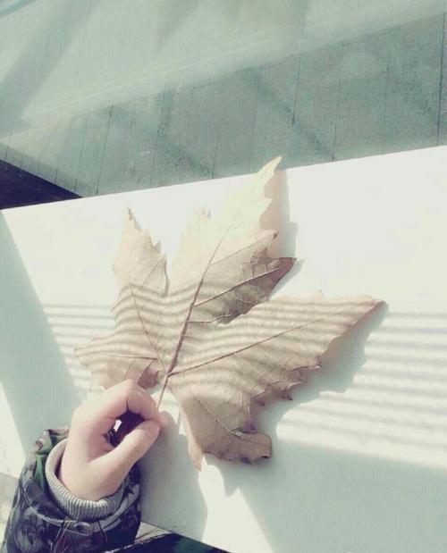 不自信的小枯叶