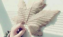 不自信的小枯叶