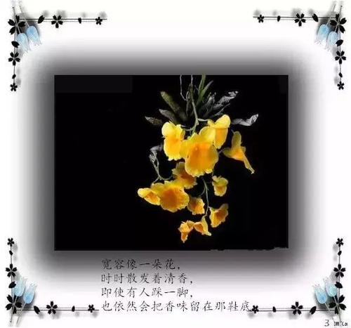 如果有宽容，春天就开花