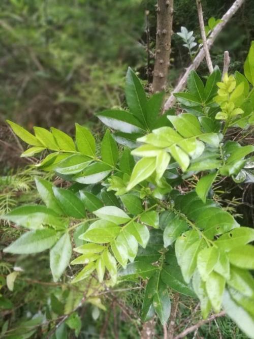 小叶的四个季节
