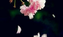 花落花谢，我也长大了