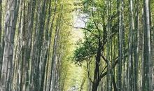 不期而遇的低压