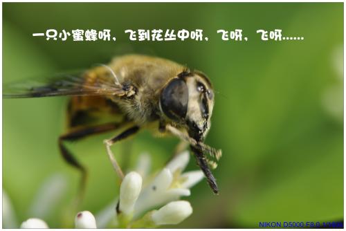 我真的很想成为一只蜜蜂