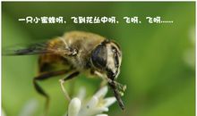 我好想做一只蜜蜂