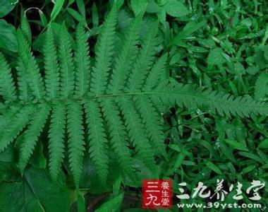 凤凰草