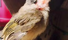 我养过一只鸟儿