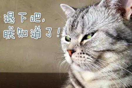 兄弟猫和兄弟鼠标