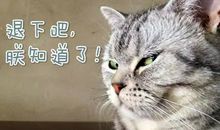 猫大哥和鼠小弟