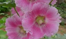 绽放在卑渺角落的花