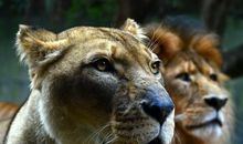 老虎狮子和豹子