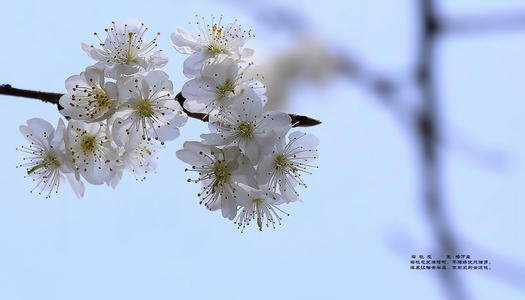 故乡樱花
