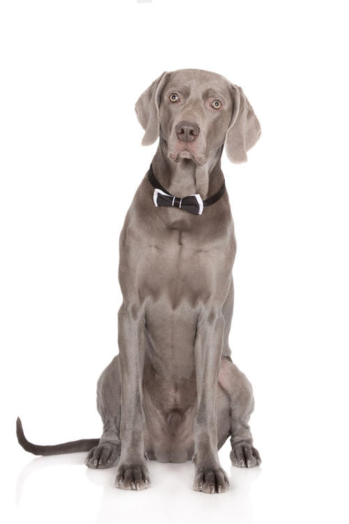我成为了一只大灵缇犬