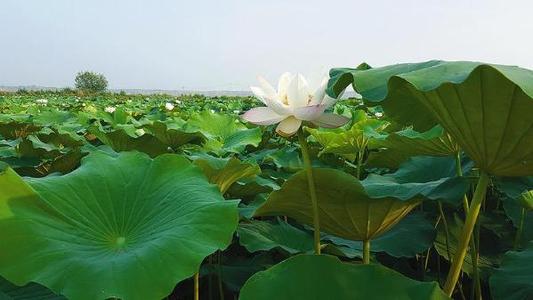 记忆中的莲花