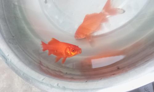小金鱼观察