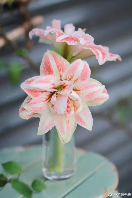 花比赛