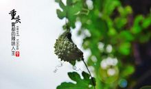 一颗苦瓜的一生